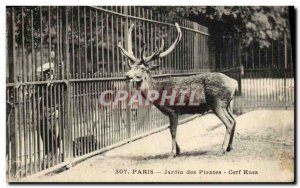 Old Postcard Paris Garden plants Rusa deer