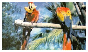 Postcard ANIMAL SCENE Laredo Texas TX AS1373