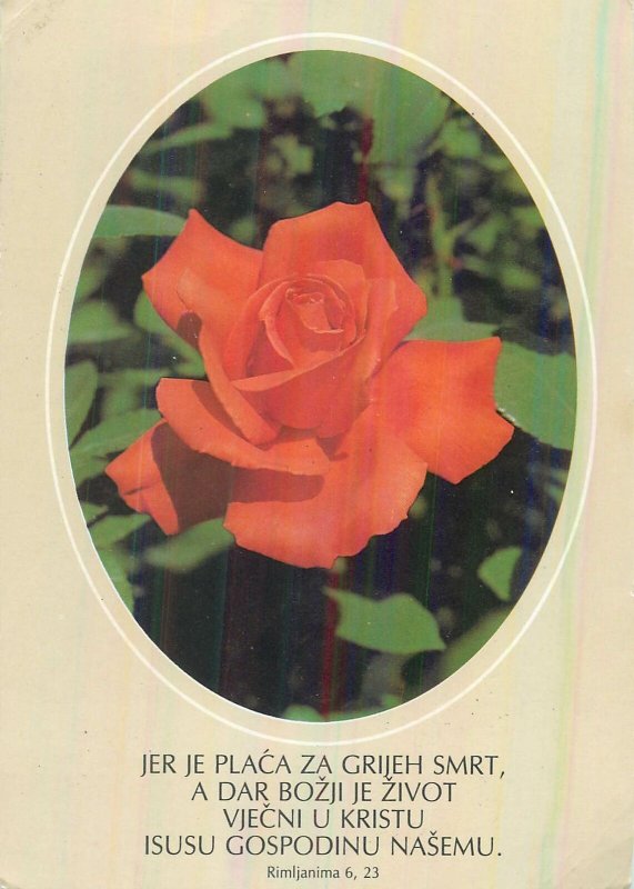 Postcard Greetings flower in nature rose red