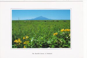 Cattle Farm in Sarobetsu and Rishiri Island Beyond The Sea Hokkaido Japan