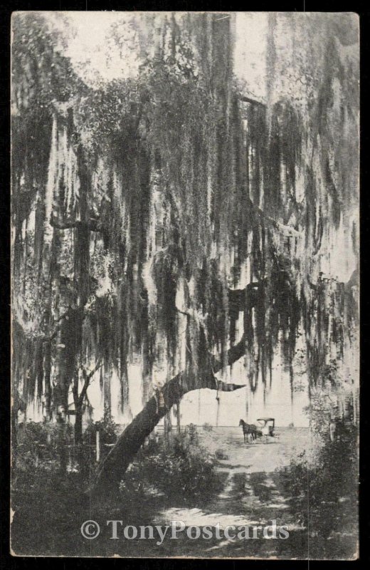 Live Oak and Spanish Moss