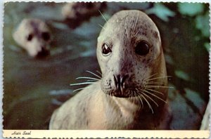 Postcard - Hair Seal