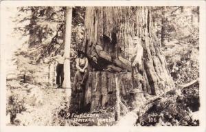 9 Foot Cedar Western Washington Real Photo