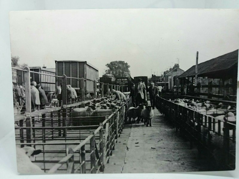 Bletchley Cattle Market Buckinghamshire Vintage Postcard 1969