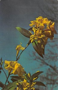 Yellow Jessamine State Flower, South Carolina  