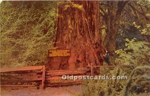 Giant Redwood possibly 4000 yearts old Logging, Timber Unused 