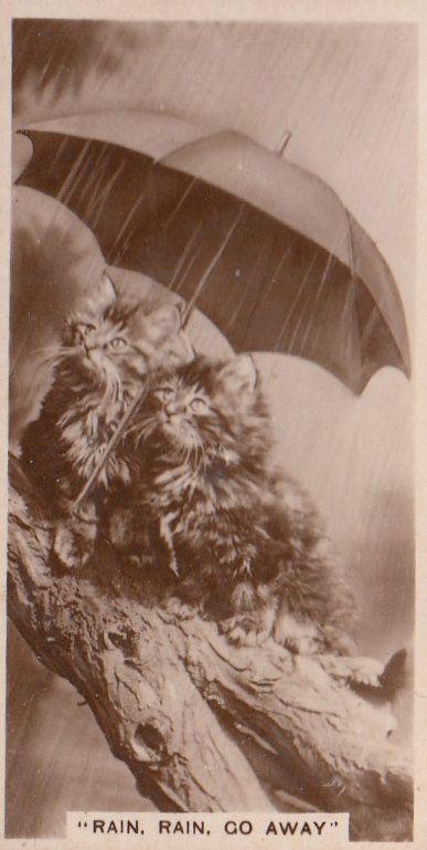 Cat Cats Rainy Day Under Umbrella German Real Photo Cigarette Card