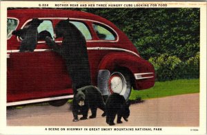 Tennessee MOTHER BEAR~3 CUBS & 40's CAR ~ Smoky Mountains National Park Postcard