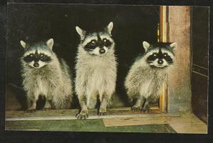 Raccoon Post Card PPC1453