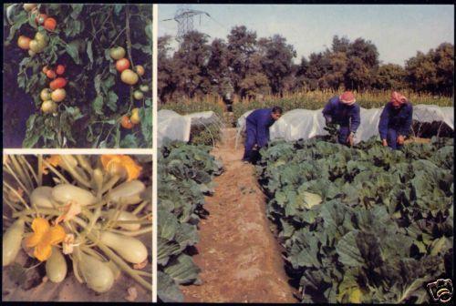 kuwait, Agriculture Farming Vegetables Fruit (1986)