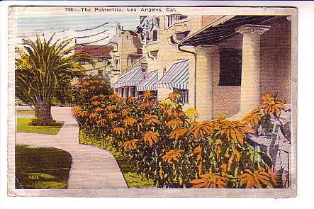 Houses with Poinsettias Los Angeles, California, Used 1923