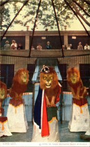 King Leo St. Louis Zoo's Lion Act Postcard PC185