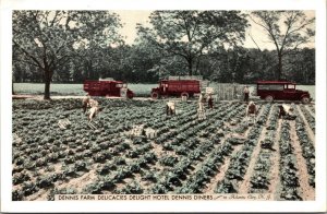 Postcard Farm for Hotel Dennis Diners in Atlantic City, New Jersey~139264