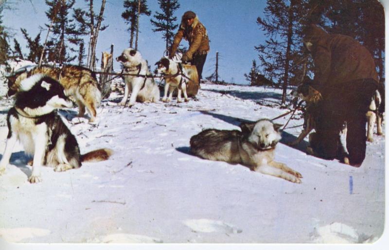 Dog Dogs Dogsled Sledding, Souvenir Of The Bay, Hudson's Bay, Canada Postcard