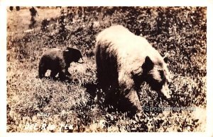 Mama Bear and Cub - Del Rio, Texas