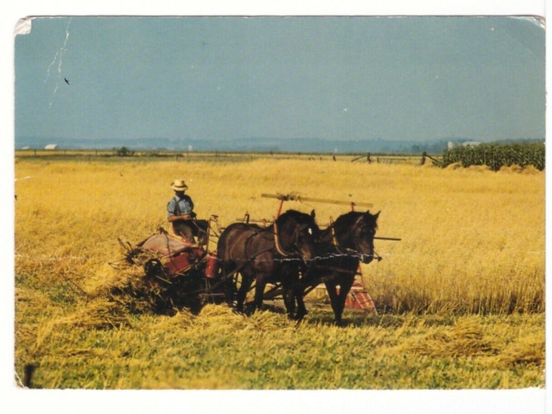 Mennonite Farmer Harvesting Grain, Near Elmira & St Jacobs, ON, 1981 Postcard