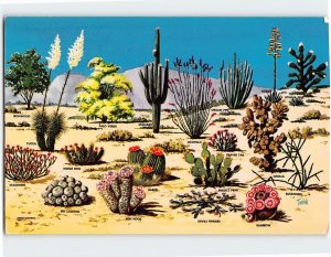 Postcard Cacti & Desert Flora of The Great Southwest