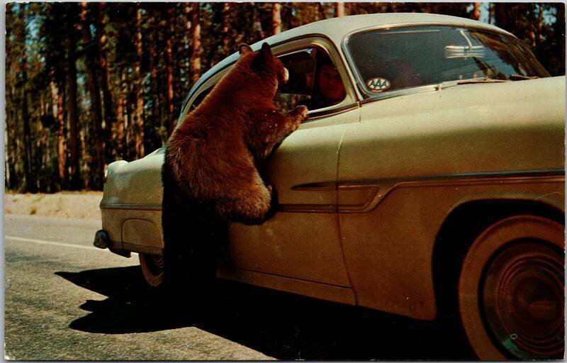 Bear on Old Car Yellowstone Wyoming WY Vintage Postcard