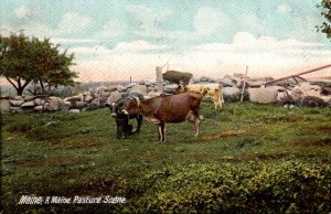Cows A Maine Pasture Scene