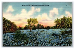 Blue Bonnets Texas State Flower TX UNP Linen Postcard N18