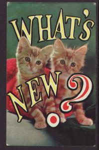 Two Kittens Postcard BIN