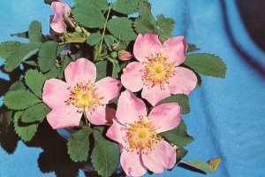 Montana Wild Rose