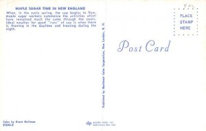 Maple Syrup in New England in the Spring Maple Syrup Postcard