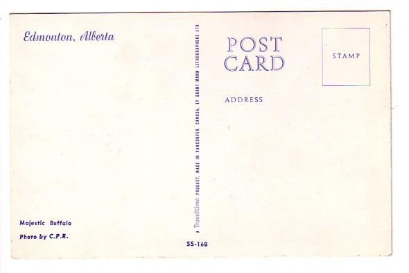 Majestic Buffalo, Edmonton, Alberta, Photo CPR