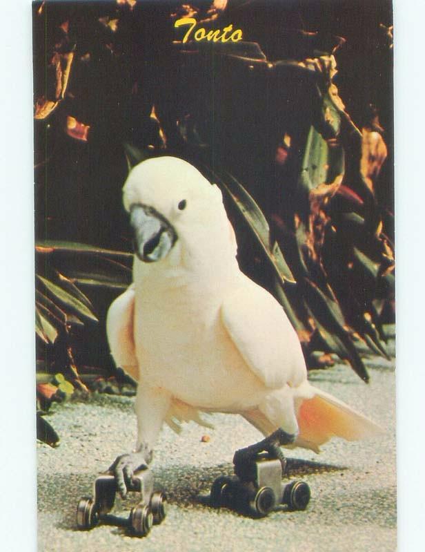 Pre-1980 PARROT JUNGLE - COCKATOO BIRD ON ROLLERSKATES Miami Florida FL E6001-22