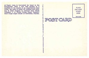 Postcard FARM SCENE Clewiston Florida FL AU7754