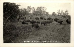 WAINWRIGHT ALBERTA Buffalo Park REAL PHOTO Old Postcard