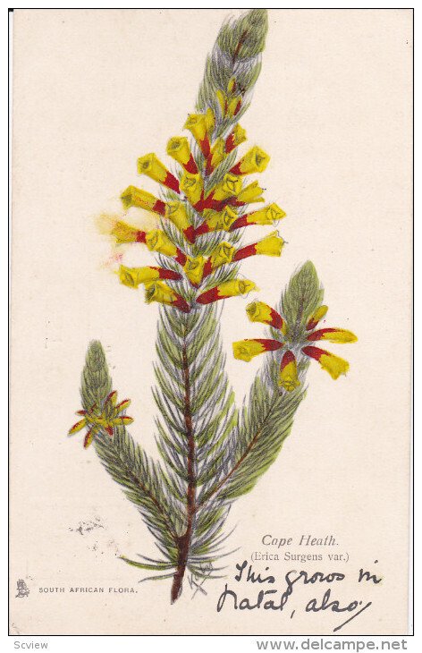 SOUTH AFRICA, PU-1907; Cape Heath, South African Flora