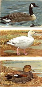 3~Postcards LOUIS FUERTES WATERFOW~GAME BIRDS #1 Goose~#2 Snow Goose~#3 Gadwall