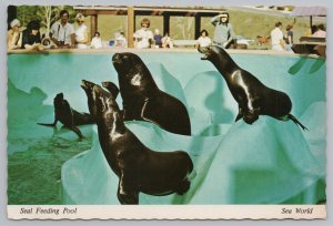 Animal~Seal Feeding Pool @ Sea World~Continental Postcard 