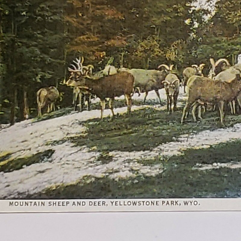 Vintage Postcard Mountain Sheep & Deer 1948 Yellowstone Park Wyoming 767