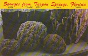 Florida Tarpon Springs Various Types Of Sponges