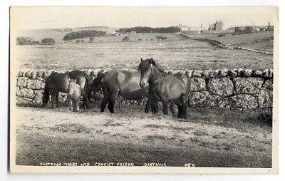 an573 - Dartmoor Ponies and Convict Prison - postcard