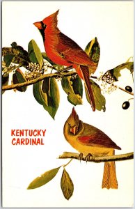 Kentucky Cardinal Grosbeak John James Audubon Engraving Postcard