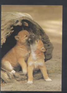 Animals Postcard - Dingo Pups - Australia - Posted 1987 - RR4564