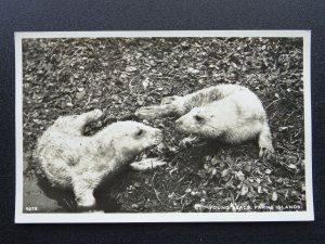 Birds of the Farne Islands YOUNG SEALS c1930s RP Postcard by Lilywhite