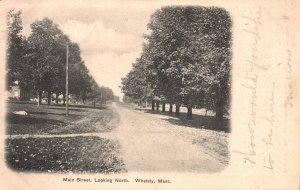Vintage Postcard 1907 Main Street Looking North Trees Whately Massachusetts MA