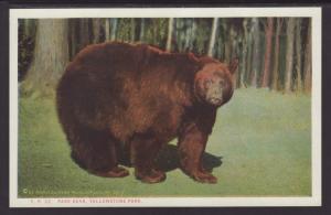 Park Bear,Yellowstone Postcard