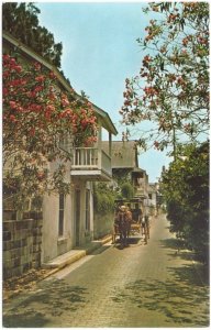 Horse Drawn Carriage, Aviles Street, St Augustine, Florida, Vintage Postcard