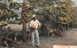 THE PAPAYA TREE BLACK AMERICANA POSTCARD (c. 1910)