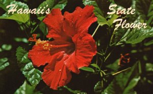 Vintage Postcard Reb Hibiscus Official State Flower Of Hawaii Rey Helbig's Pub.