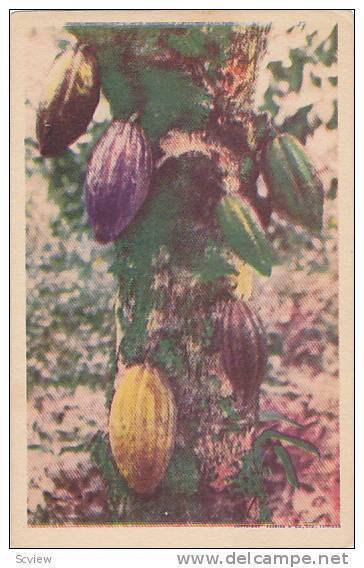 Fruit , Trinidad , 20-30s