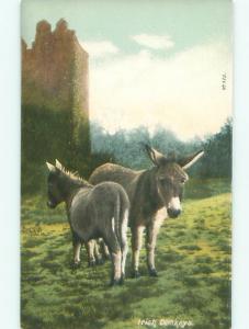 Pre-Linen IRISH DONKEYS IN IRELAND UK AC5870