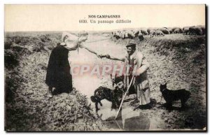 Old Postcard Our Campaigns A Difficult Passage Shepherd Dogs Sheep