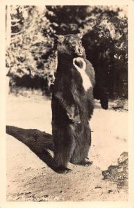 Yosemite National Park Bear Standing on Two Feet Real Photo Postcard J73869