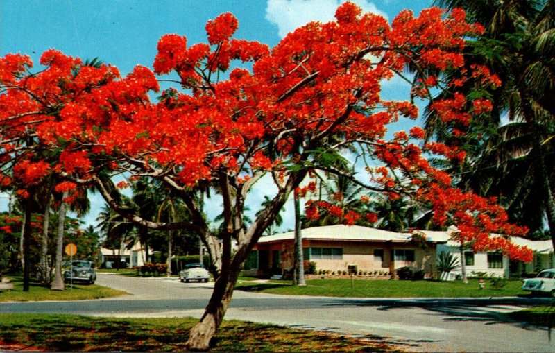 Florida Royal Poinciana Tree In Full Bloom